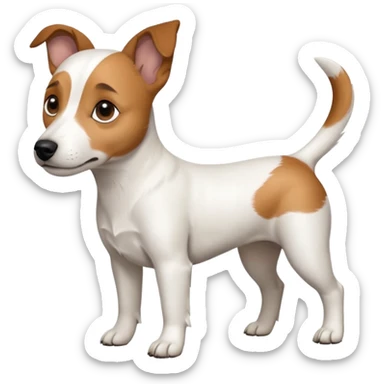a full body white jack russel looking dog the size of a kelpie with light brown ears and a light brown patch on one eye, flopped down ears and a large snout sticker