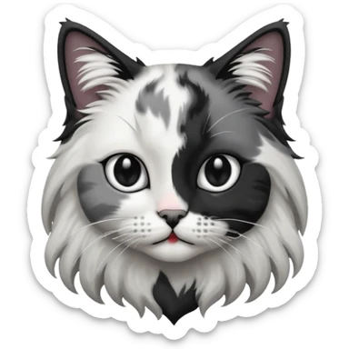 black and white long hair cat. black nose. black splotch near nose (on the right side). white chest. sticker