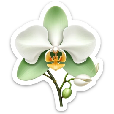 Elegant phalaenopsis moth orchid with white blooms and two visible green leaves at the base sticker
