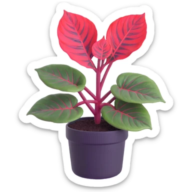 Alocasia azlanii (Red Mambo) plant with heart-shaped leaves in purple and dark green with red veins, in black ceramic pot sticker
