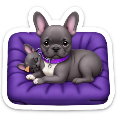 Still life, Dark Gray French bulldog puppy with white belly, sleeping on a dark purple flat blanket, with a purple dog collar around neck sticker