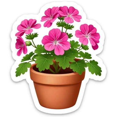 Pink Geranium  sticker