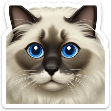 Seal point ragdoll with dark face and blue eyes  sticker