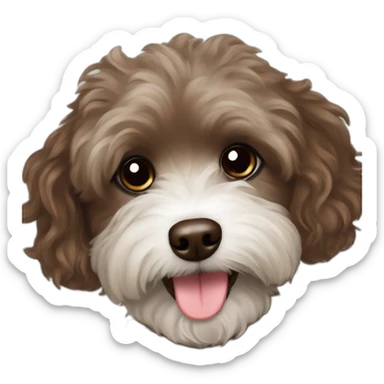 chocolate colored havanese poodle mix sticker