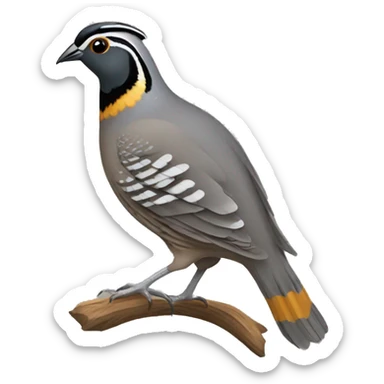 California quail sticker