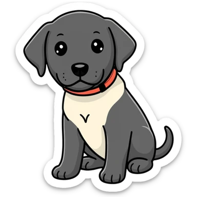 Black Labrador with white chest sticker