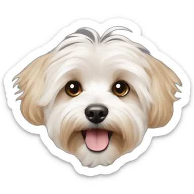 white maltipoo yorkshire terrier mix with light brown ear sticker