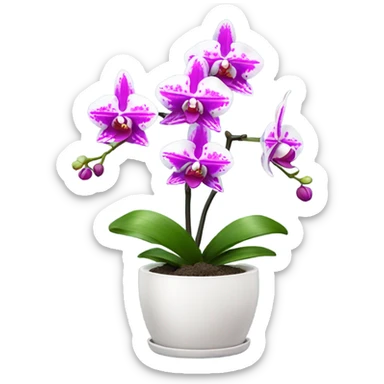 white and magenta orchid in small pot  sticker