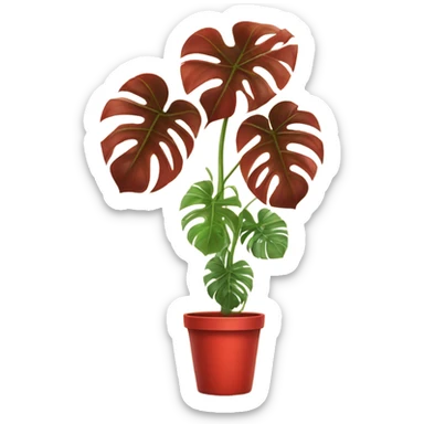 Tall monstera plant with a red pot sticker