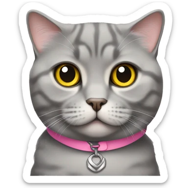 gray scottish fold cat with yellow eyes wearing a pink collar sticker