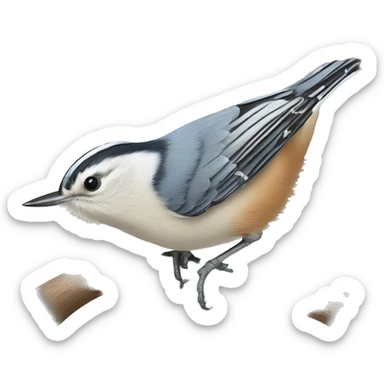 white-breasted nuthatch sticker