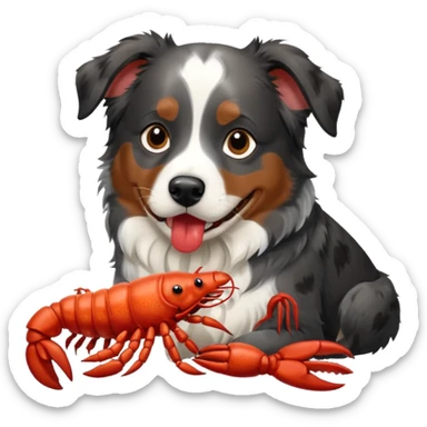 black merle australian shepherd dog eating a lobster sticker