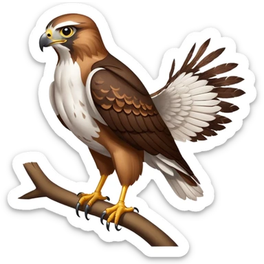 St Helena Hawks sticker