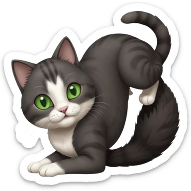 beautiful female solid dark grey cat with green eyes, white toes/paws and white patch on her chest playfully rolling upside down sticker
