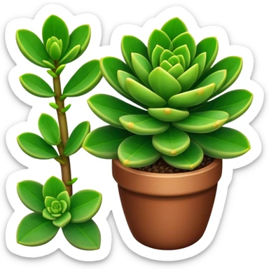 Crassula Ovata Golum with cilindric leaves sticker