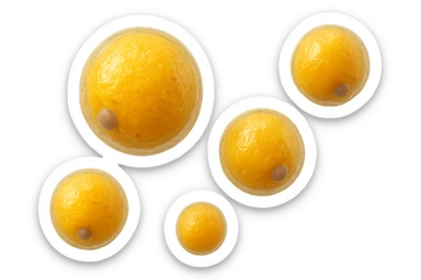 CINQUE CELLULE DI GRASSO GIALLE ANATOMICHE REALISTICHE FLUTTUANO IN ARIA, iperrealistico 4k, ISOLATA SU SFONDO BIANCO sticker