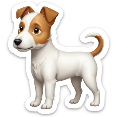 a full body large white parson russell terrier looking dog the size of a kelpie with light brown ears and a light brown patch on one eye and a large snout sticker
