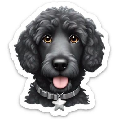 fully black aussie doodle with gray eyebrows and a silver star tag on his collar sticker