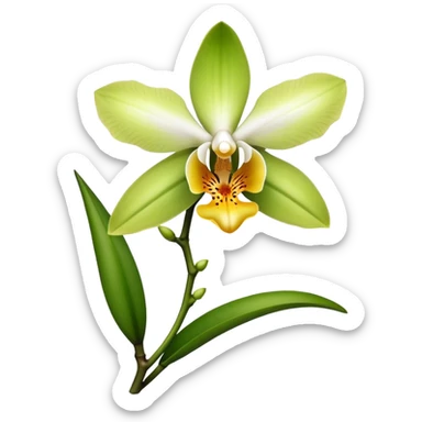 single Dendrobium Orchid flower, stem sticker