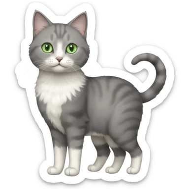 full body view of beautiful female grey cat with green eyes, white paws and white chest sticker
