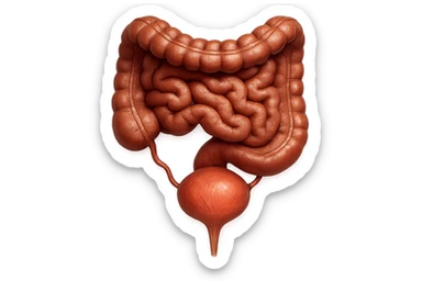 CISTIFELLEA E INTESTINO SONO COLLEGATI NEL DOLORE, SENZA SCRITTE E L'INTESTINO FALLO PERFETTO E REALISTICO, NON DISEGNATO iperrealistico 4k sticker