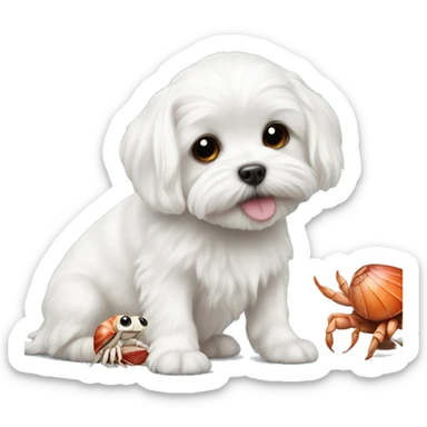 Adorable white Maltese posing with adorable hermit crab sticker