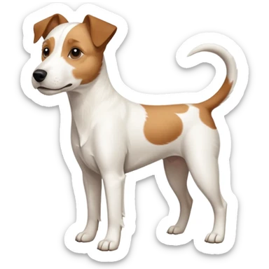a full body large white parson russell terrier looking dog the size of a kelpie with light brown ears and a light brown patch on one eye and a large snout sticker