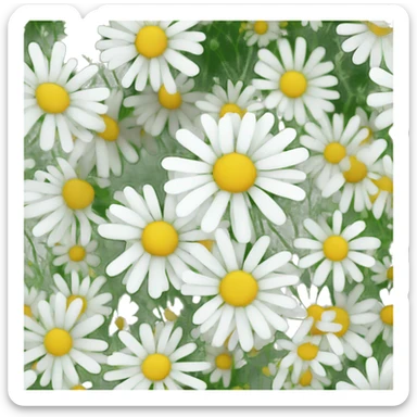CHAMOMILE flower sticker