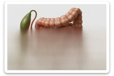 CISTIFELLEA E INTESTINO SONO COLLEGATI NEL DOLORE, SENZA SCRITTE E L'INTESTINO FALLO PERFETTO E REALISTICO, NON DISEGNATO iperrealistico 4k sticker