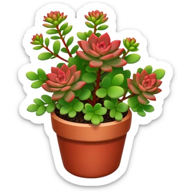 Sedum Pachyphyllum sticker