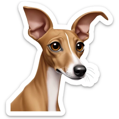 Red fawn italian greyhound with no white markings sticker