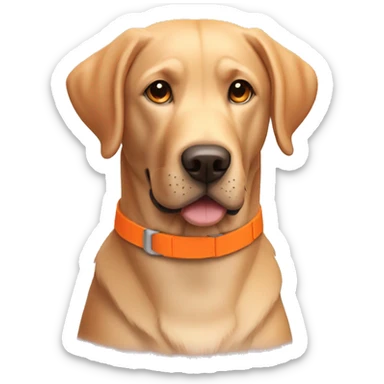 Labrador retriever with orange collar sticker