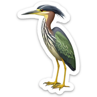 Green-backed Heron (10) sticker