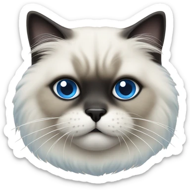 Himalayan cat with blue eyes and black mouth  sticker