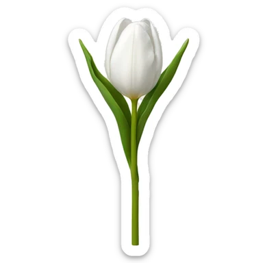 White tulip sticker