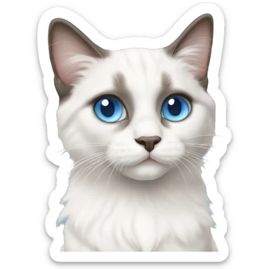 ragdoll cat all white kitten with blue eyes  sticker