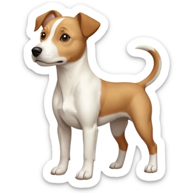 a full body facing front on of a buff white beagle cross jack russell terrier looking dog the size of a kelpie with light brown long ears resting on its face and a light brown patch above one eye and a large snout. the rest of the dog is completely white.  sticker