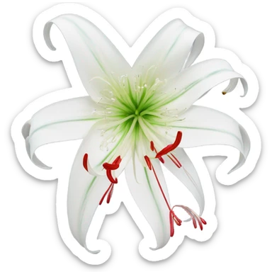 Spider lily sticker