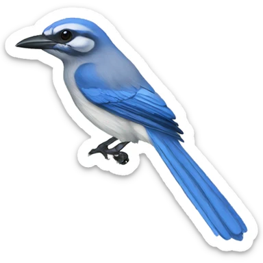 florida scrub jay sticker