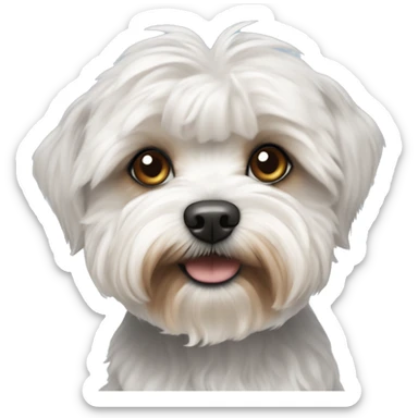 white maltipoo yorkshire terrier mix with blueish brown ear sticker