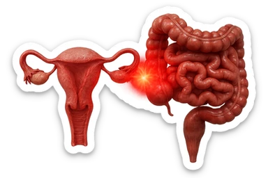 utero umano anatomico iperrealistico e intestino umano anatomico iperrealistico hanno in comune il dolore e l'infiammazione, rendi bene il collegamento tra i due organi doloranti sticker