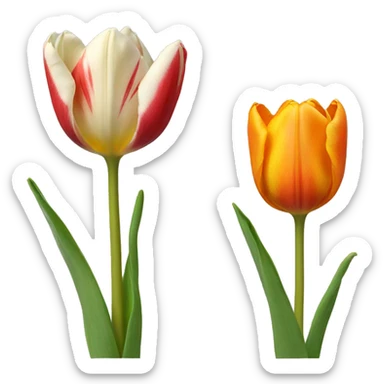 tulip netherlands sticker