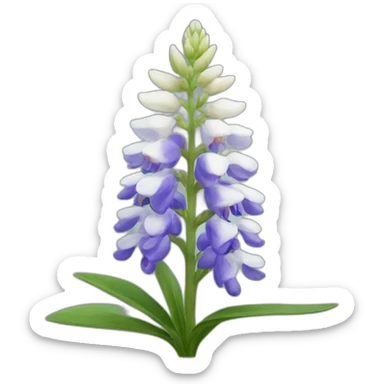 white lupine sticker