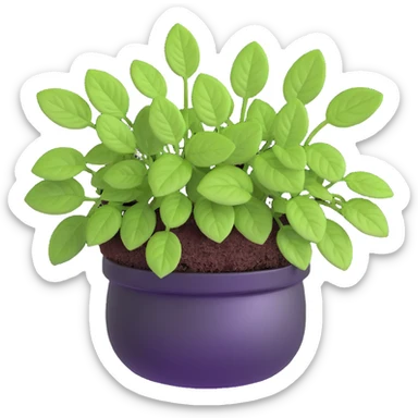 Small sprouts of Plectranthus Verticillatus with extremely round perfect circle leaves growing in a shiny metallic pot sticker