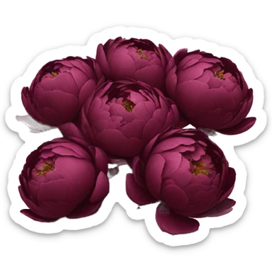 Burgundy peonies bouquet  sticker