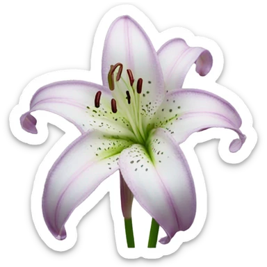 Stargazer Lillies sticker