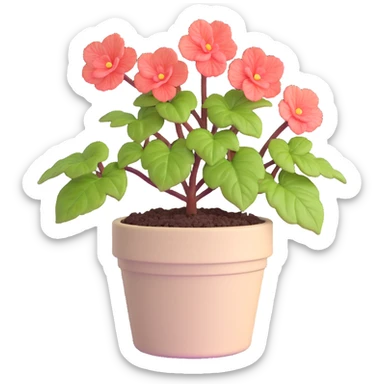Begonia Rex plant in a beige pot with spiral leaf pattern sticker