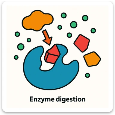 Ultra-detailed scientific illustration  (like in a school book) of enzyme digestion. Macro molecular view, clean white background, no text, no human figures or cartoon characters. Purely biological focus. sticker