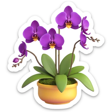 Realistic purple phalaenopsis orchid with rich lavender blooms and prominent large green leaves clearly visible sticker