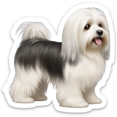 Side view of Havanese with long hair down to the floor sticker